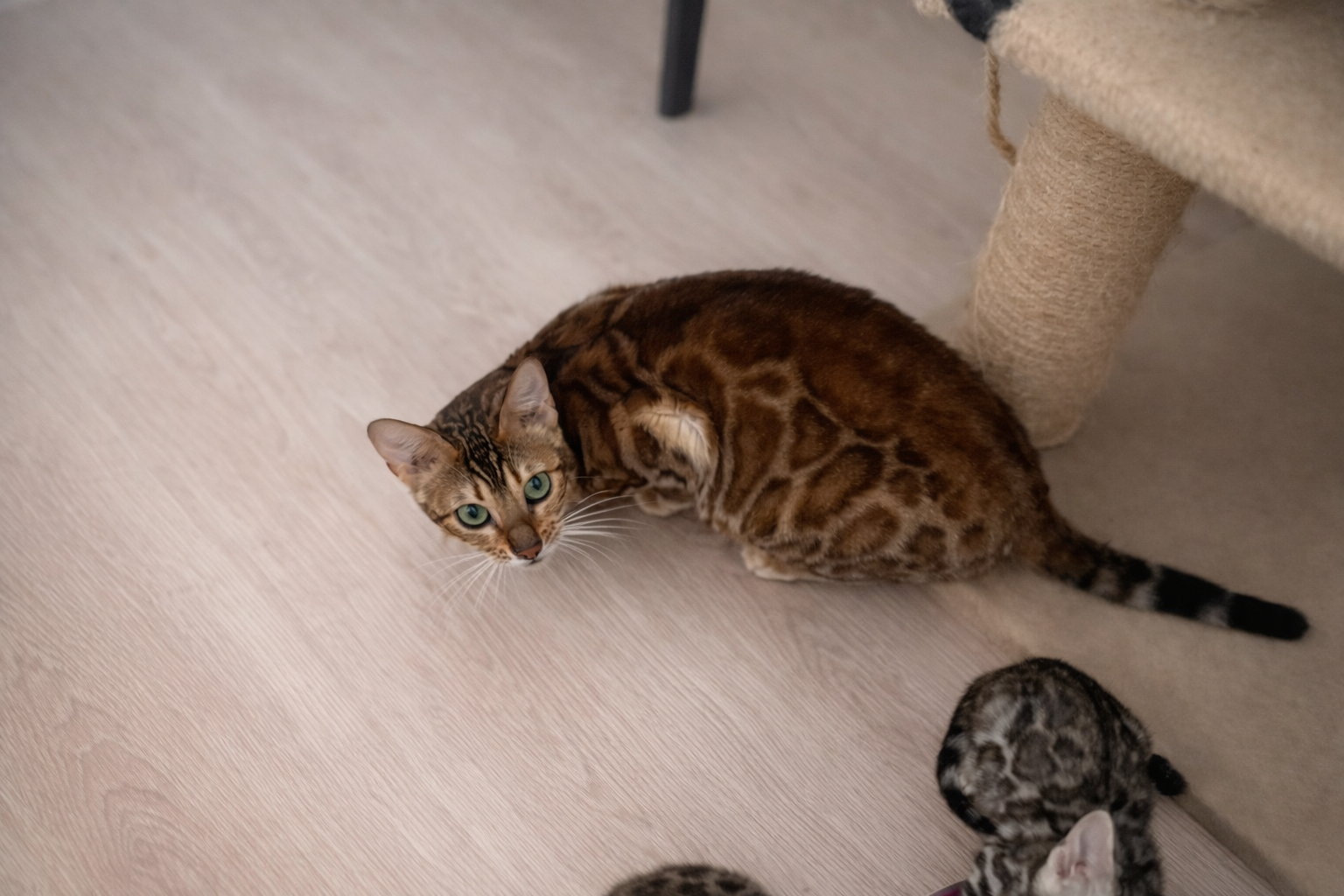 bruine bengaal Panamera